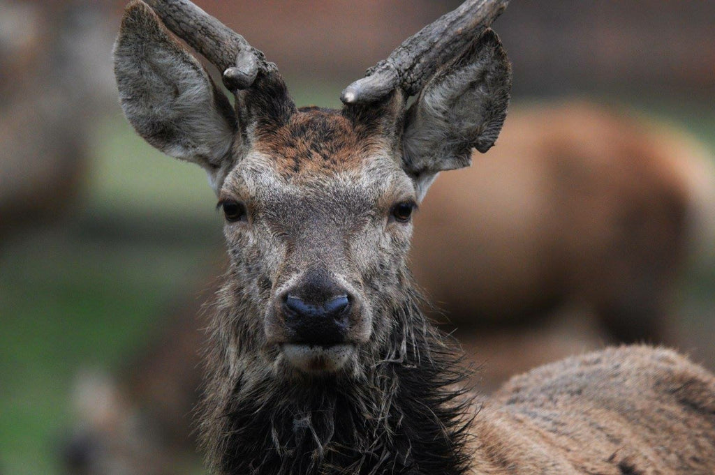 Private Deer safari experience