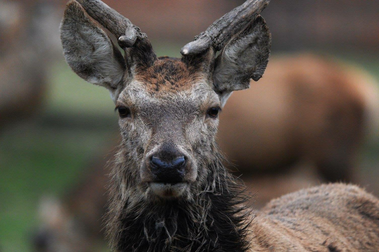 Private Deer safari experience