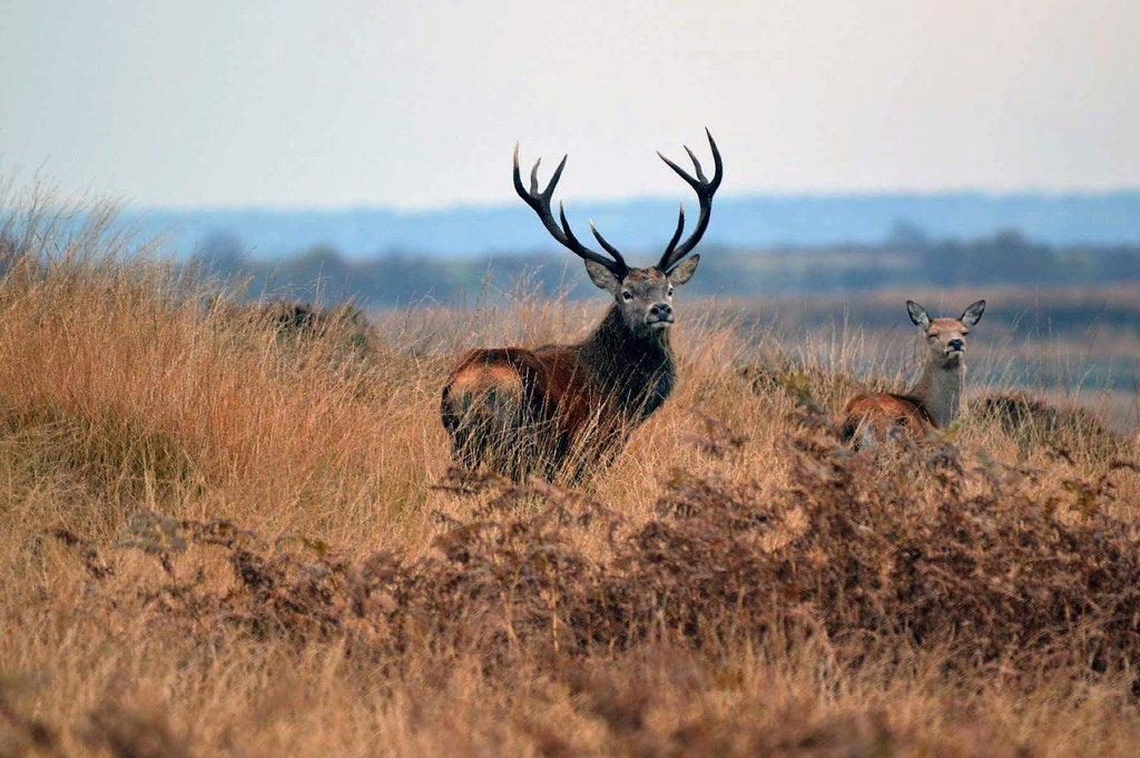 Private Deer safari experience