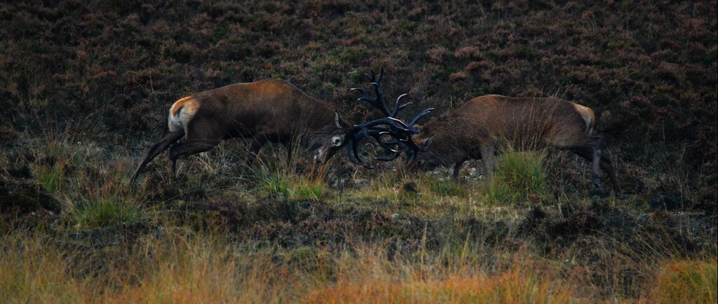 Private Deer safari experience