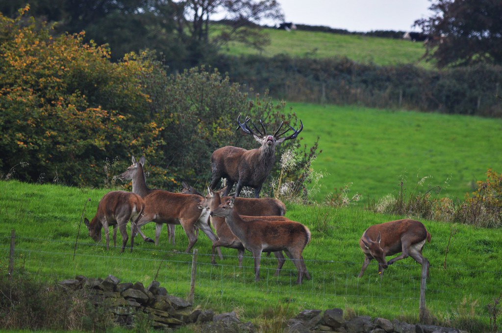 Private Deer safari experience