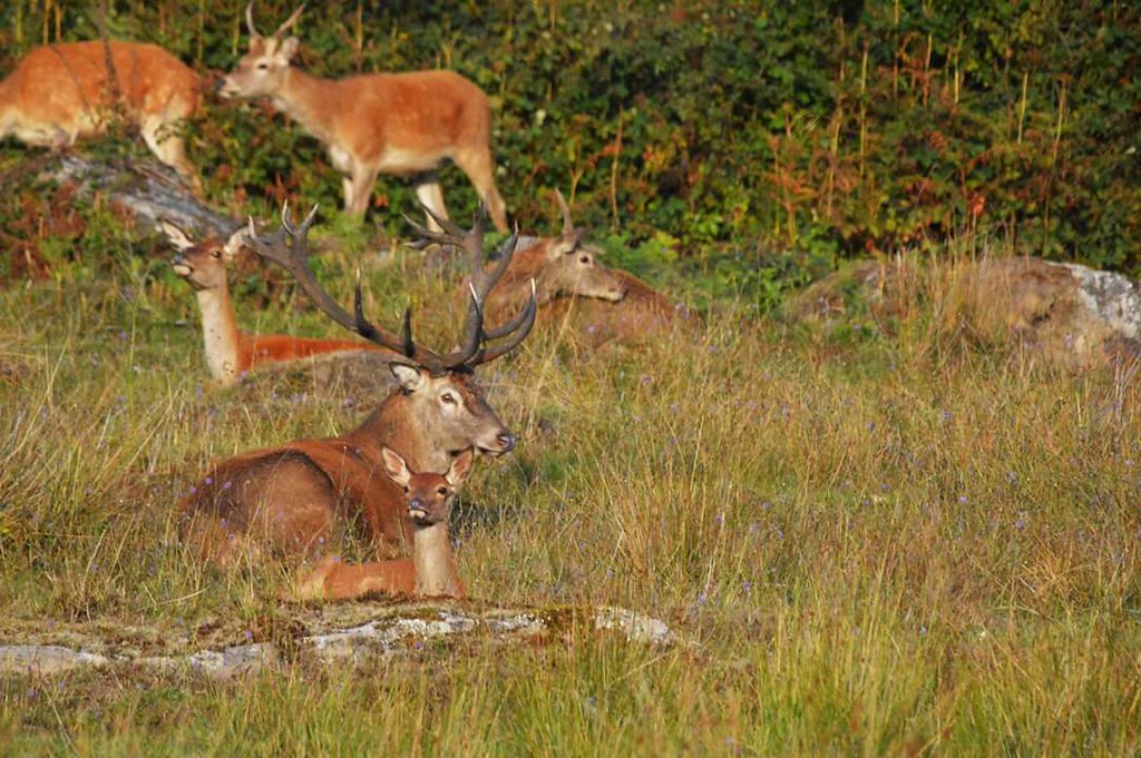 Private Deer safari experience