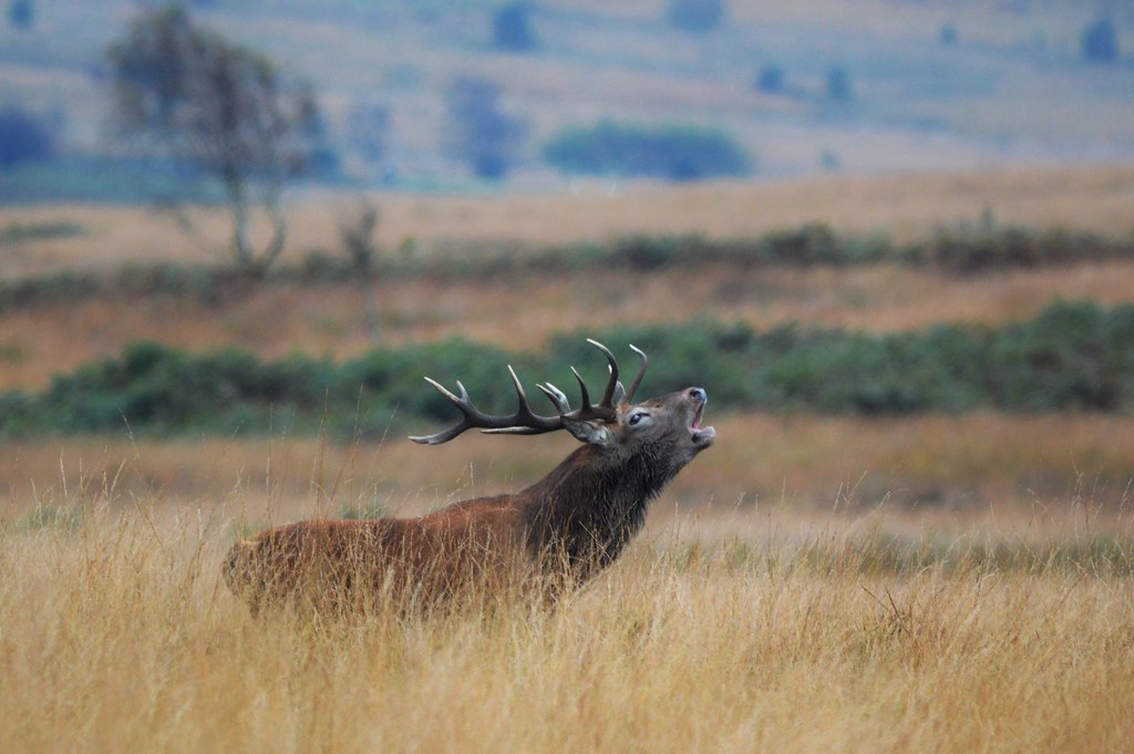 Private Deer safari experience