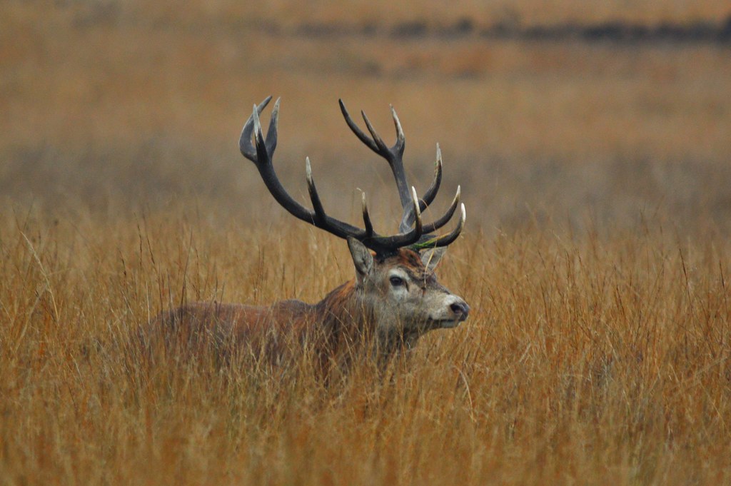 Private Deer safari experience