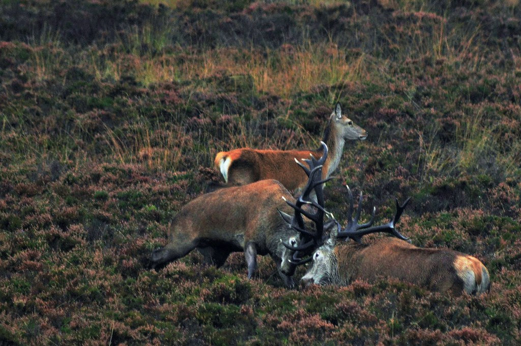 Private Deer safari experience