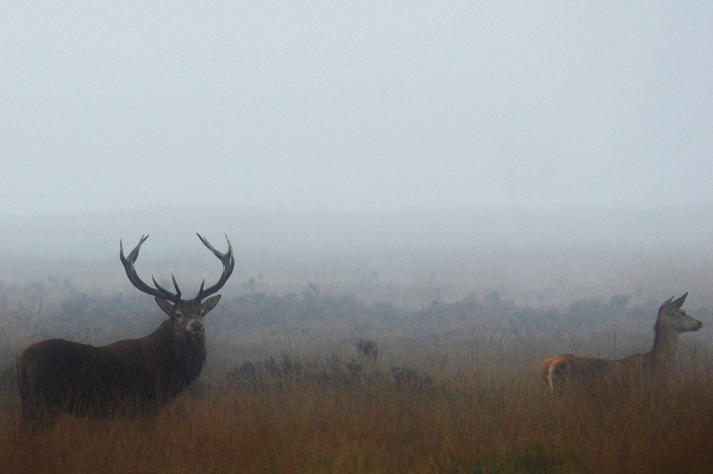 Private Deer safari experience