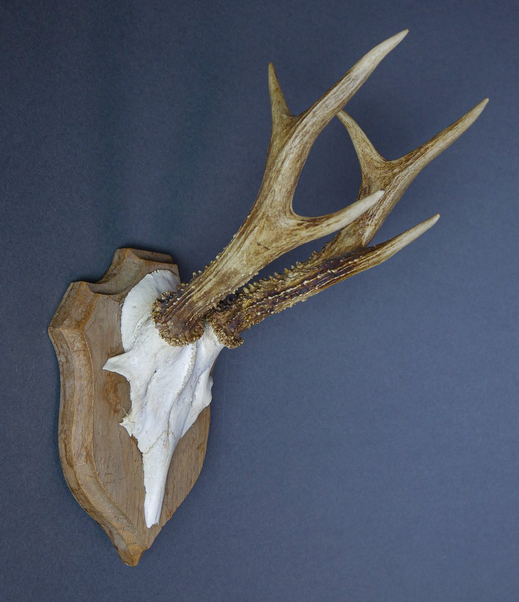 Roe buck antlers on wooden shield